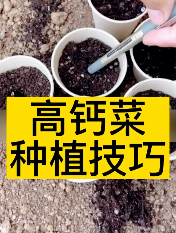 高钙养心菜种一次可以连续采收多年,你知道怎么种它吗?学起来吧