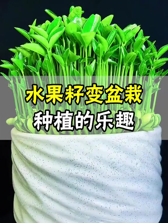 吃剩的水果籽,拿出来自己种个小盆栽吧