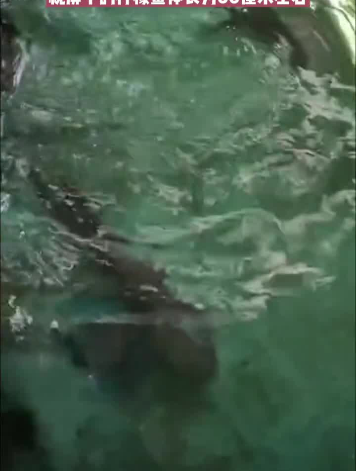 柠檬鲨的介绍柠檬鲨科普海洋神奇动物在养鱼人老杨小号