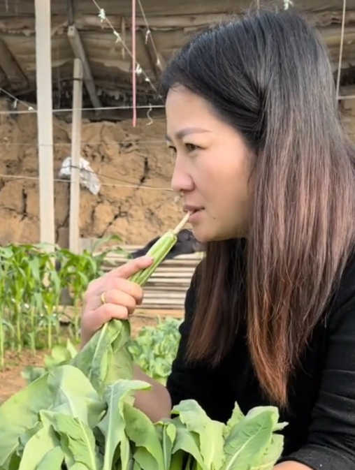 一种神奇的蔬菜“板蓝根青菜”,该蔬菜口感清甜营养丰富!