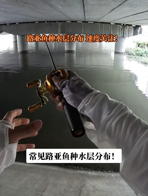 还在为什么水层找鱼烦恼?淡水路亚对象鱼水层分布大全来了!