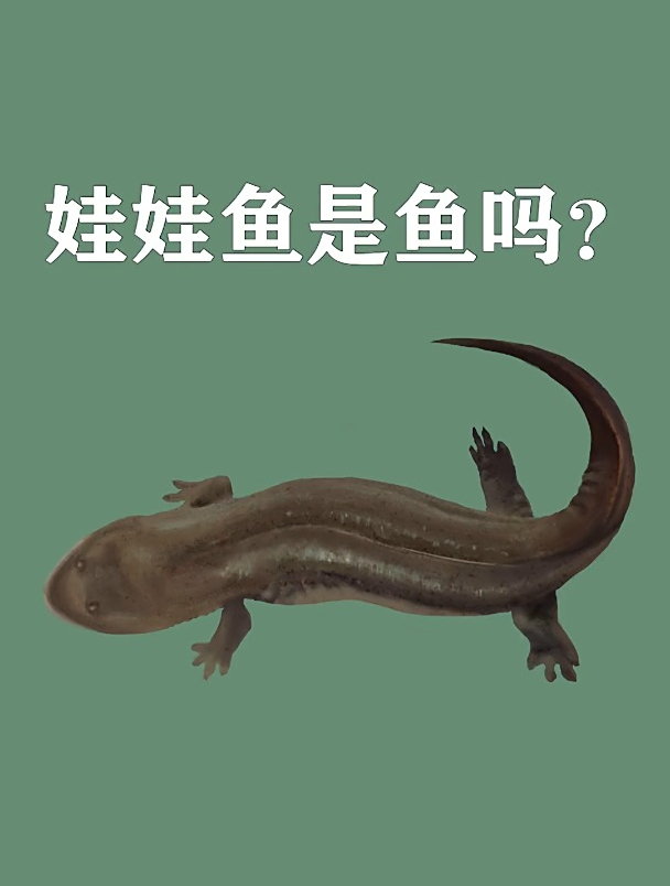 娃娃鱼是鱼吗?娃娃鱼 科普 涨知识 十万个为什么