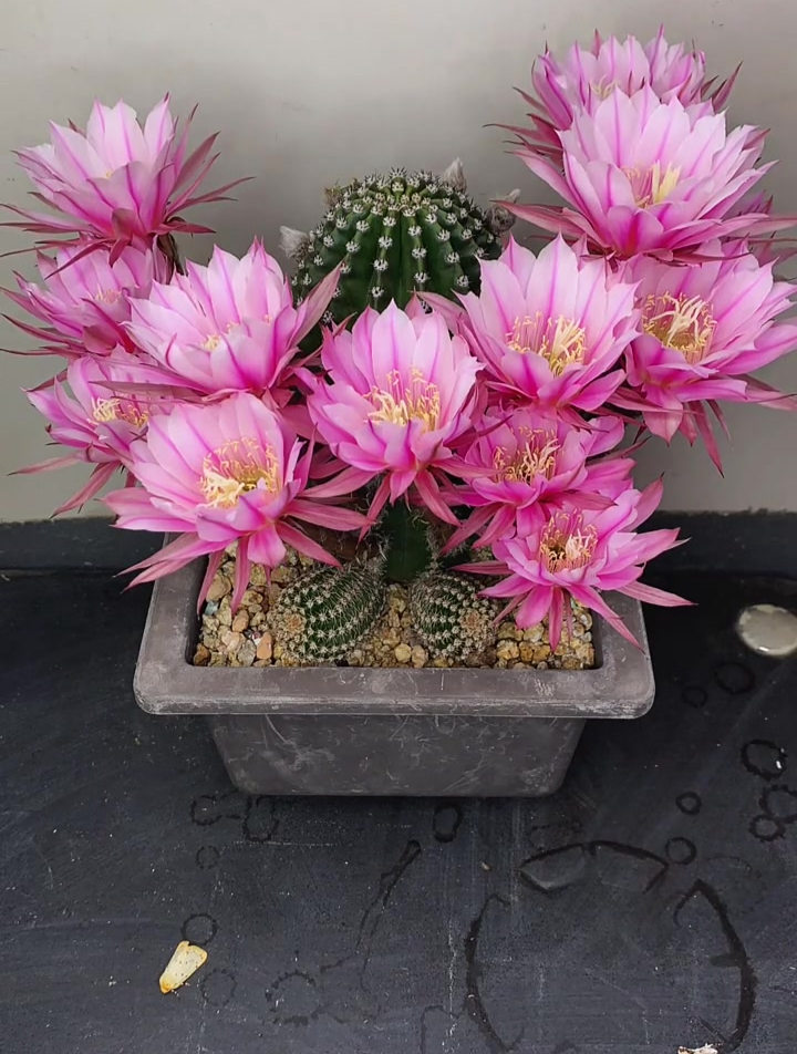 仙人球开花过程。