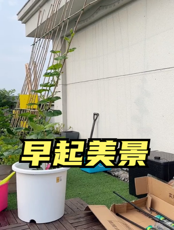 上班前先来小菜园看一看,发现太阳在墙上画画,真美啊!