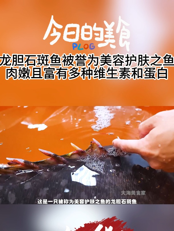 龙胆石斑鱼被誉为美容护肤之鱼 肉嫩且富有多种维生素和蛋白质