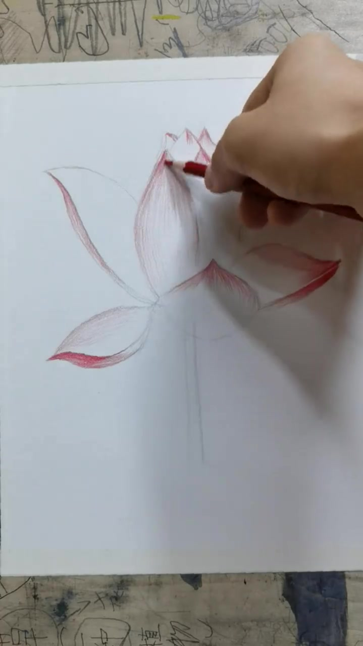 荷花画画彩铅,喜欢吗