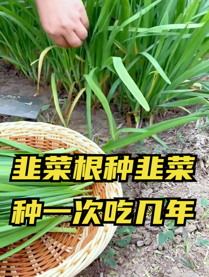移栽韭菜根和种植韭菜种子哪个好?明白这个细节,种起来不纠结