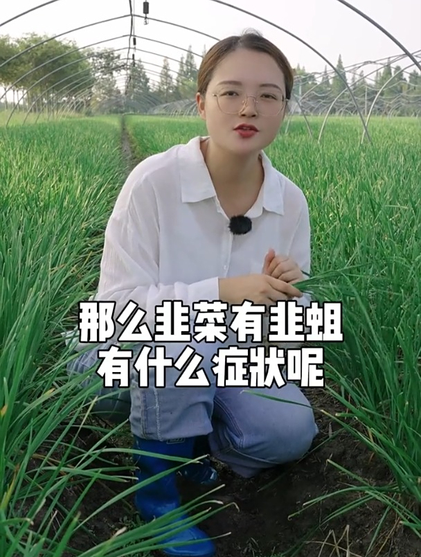 农民种韭菜,韭蛆的危害大、难防治,咋解决?