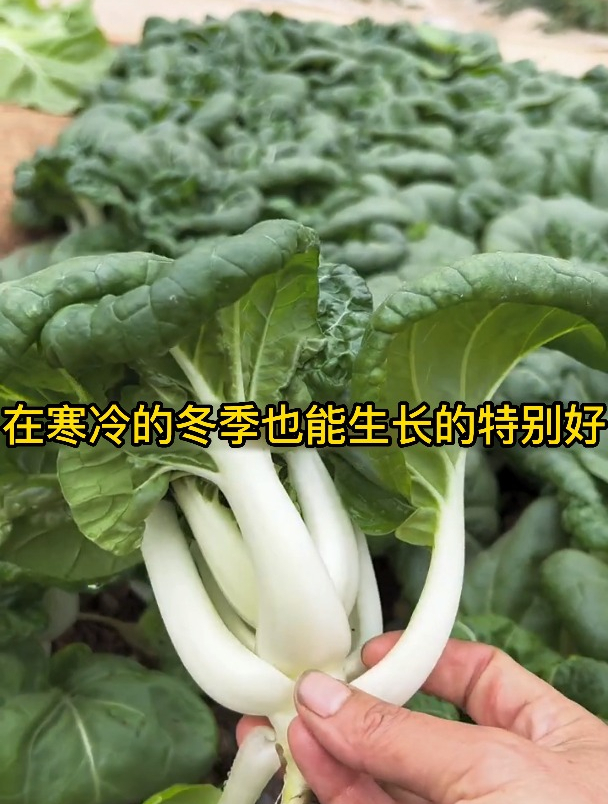 奶白菜的营养成分你还不知道?每天吃一盘“钙”足了!
