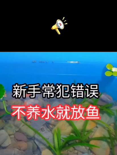 新手养鱼常犯错误?不养水就放鱼,用收纳箱的养鱼教程,快来看看