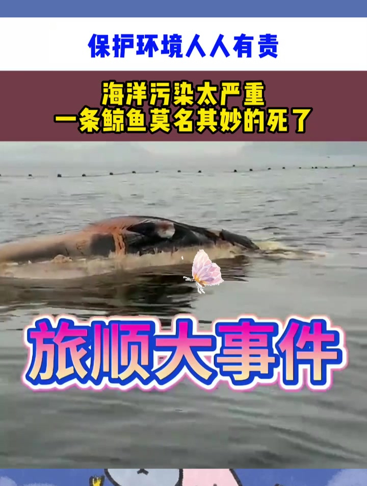 保护环境人人有责,海洋污染太严重,一条鲸鱼莫名其妙的死了