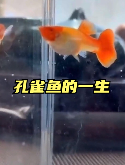 孔雀鱼整个生长过程介绍