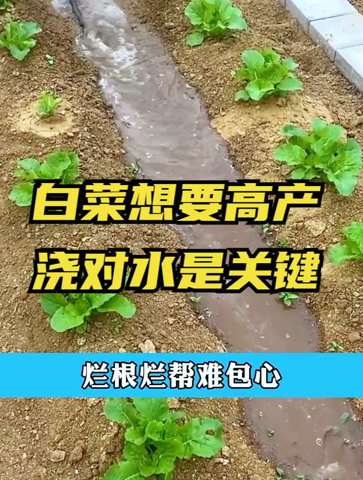 白菜如何科学浇水?注意这几点,不会发生软腐病和根腐病