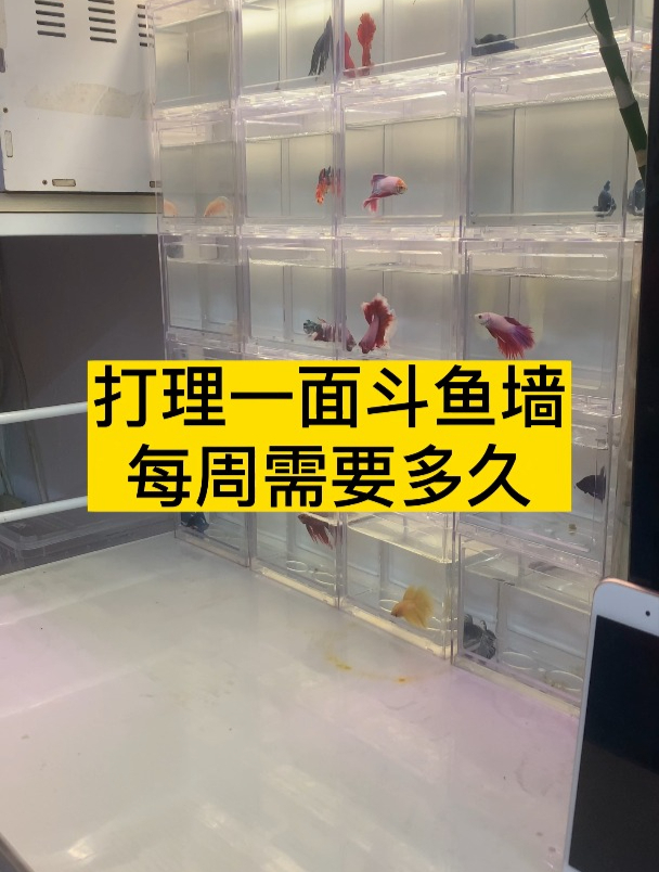 打理一面斗鱼墙,每周需要多长时间?