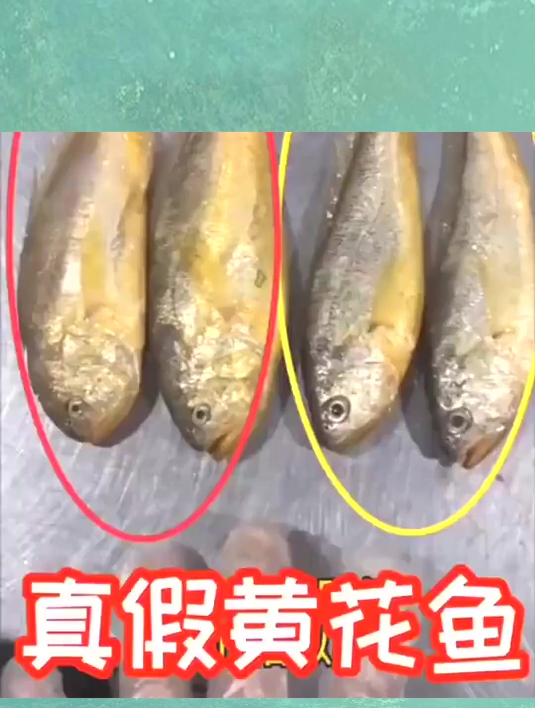 教你辨别真假黄花鱼,再也不怕踩坑了!