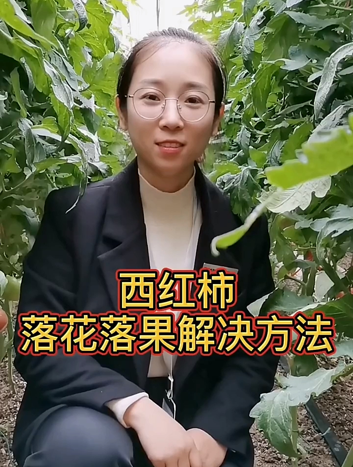 西红柿怎样保花保果,你做对了吗?
