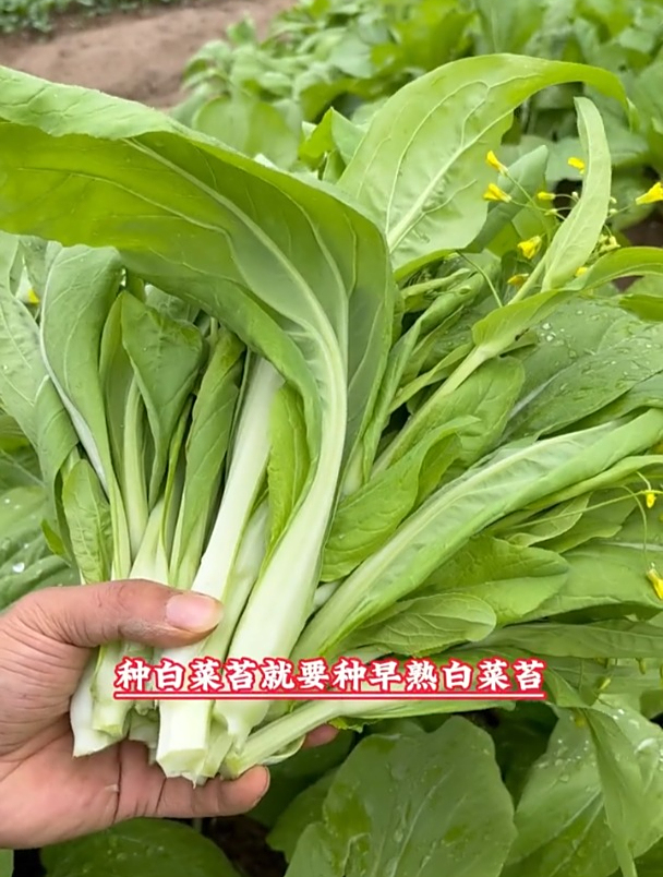 白菜苔怎么种?育苗方法有哪些?