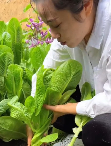 比小白菜更脆,比油麦菜更香的“孔雀菜”,天气越热长的越好!