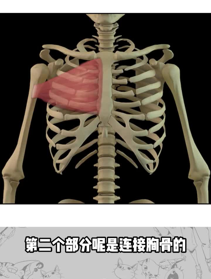 一分钟画出Van美胸肌!绘画初学者的人体肌肉画法宝典