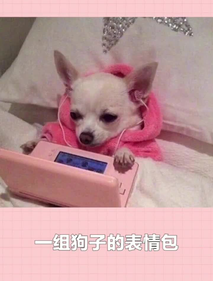 皮皮虾今日好笑这组狗子的表情包,一定有你喜欢的!