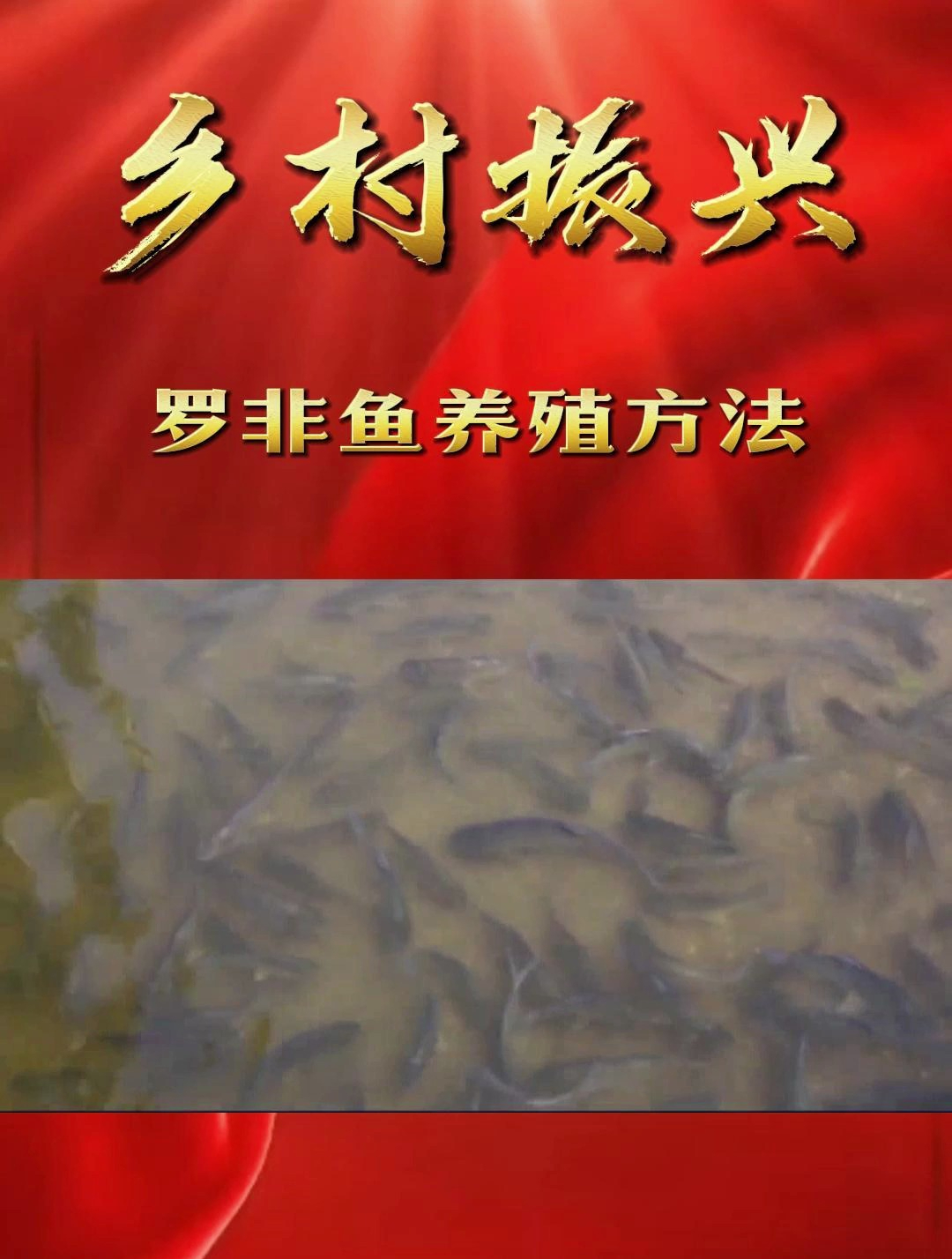 「乡村振兴」罗非鱼养殖方法