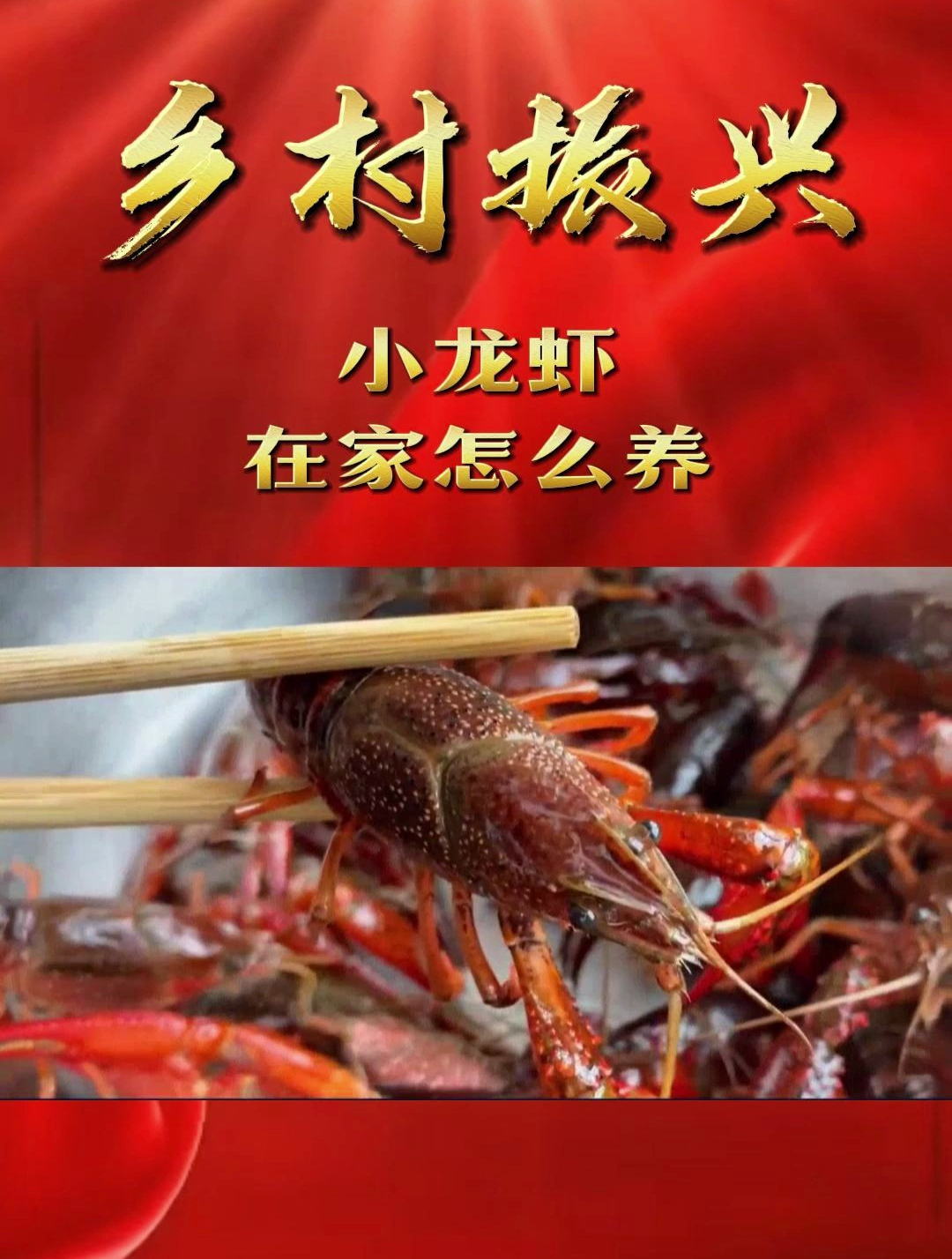 「乡村振兴」小龙虾在家怎么养
