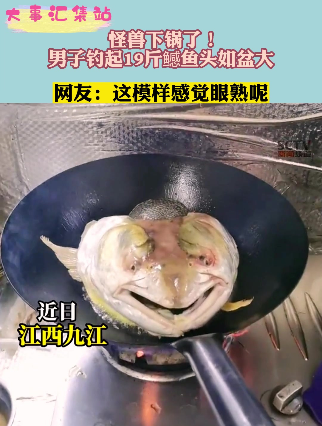 怪兽下锅了！男子钓起19斤鳡鱼头如盆大