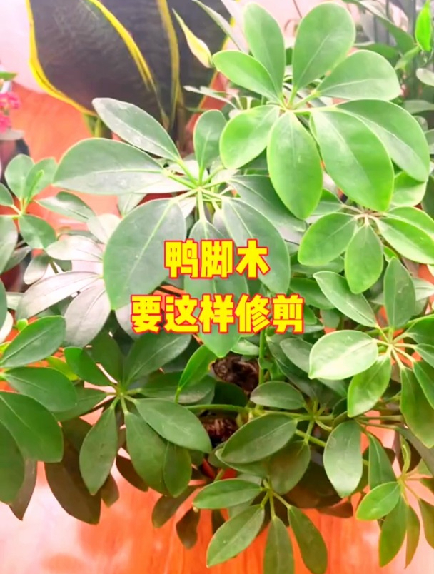 你知道鸭脚木应该要怎么修剪吗?