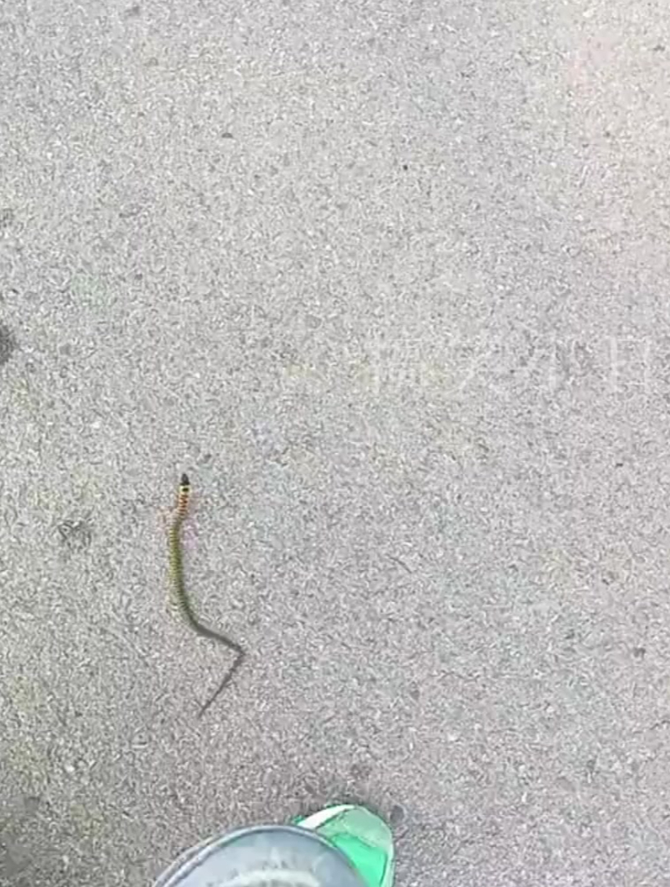 颈槽蛇又叫野鸡脖子蛇,剧毒但是后槽牙毒,除非运气特别不好!