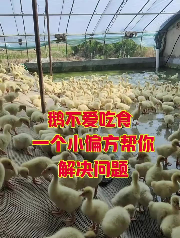 鹅不爱吃食,一个小偏方帮你解决问题