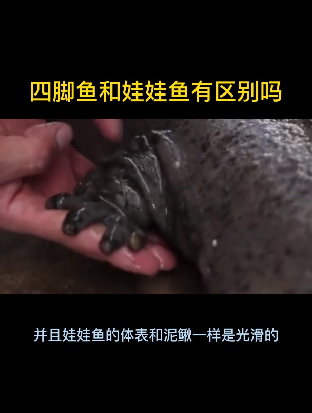 四脚鱼和娃娃鱼有区别吗