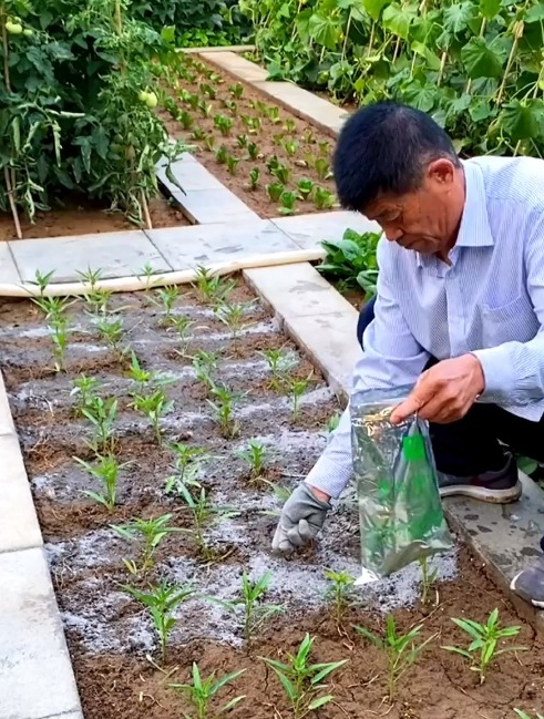 适合夏天种植的三叉空心菜,不用育苗不用浸泡,撒籽浇透水即可