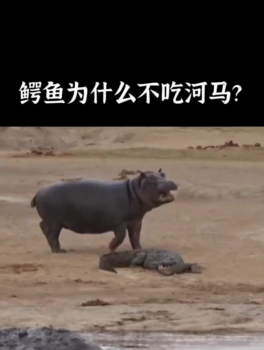 鳄鱼那么凶猛 为什么不吃河马呢