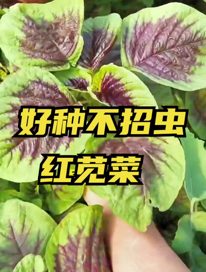 家庭种植红苋菜,幼苗期要做好这三点,是高产的关键所在