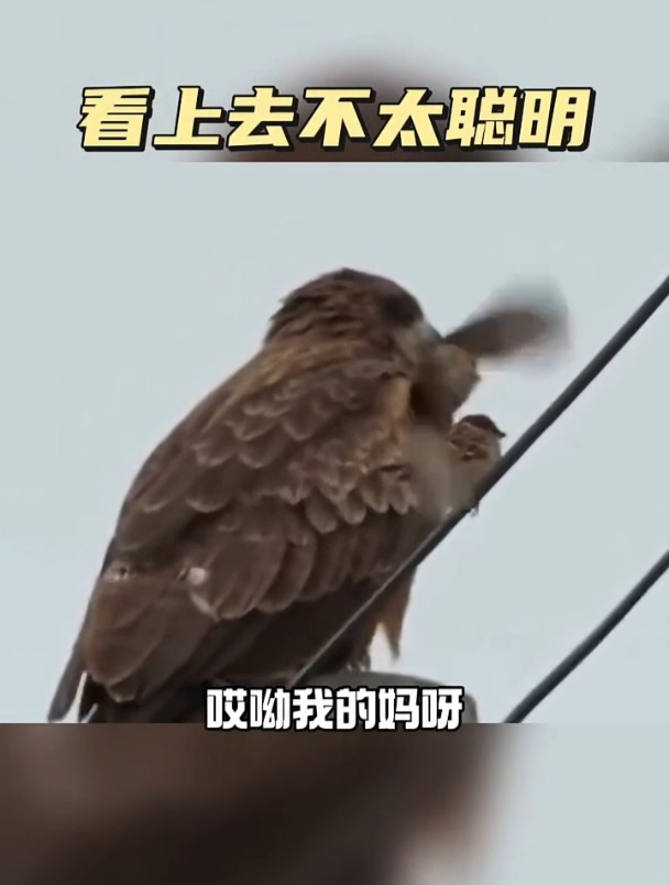 看上去不太聪明的样子
