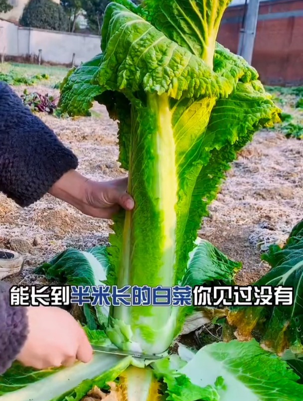 能长到半米长的白菜,梗多叶少,售价高,是冬储白菜首选品种!