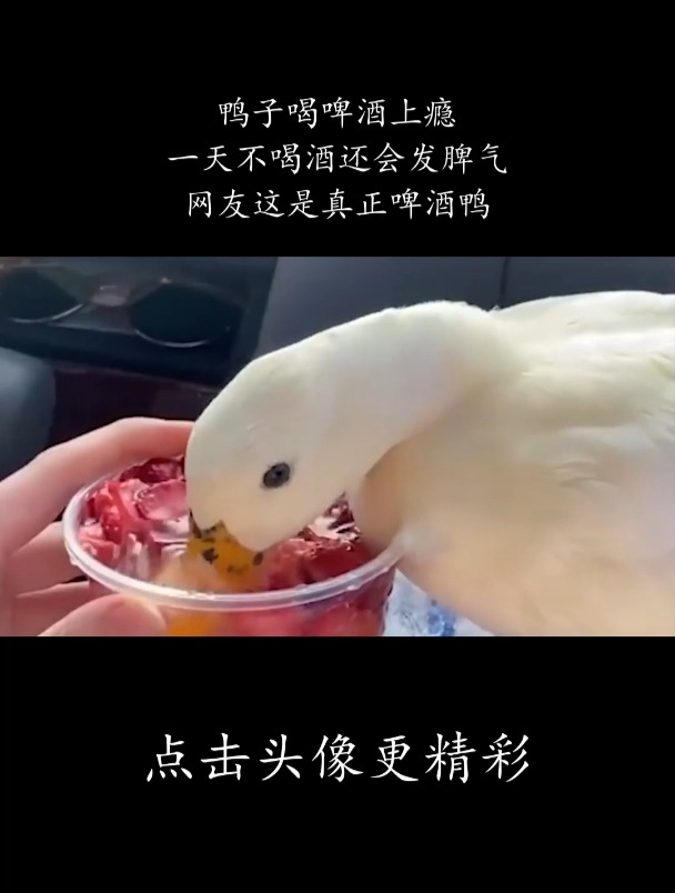 鸭子喝啤酒上瘾,一天不喝酒还会发脾气,网友这是真正啤酒鸭