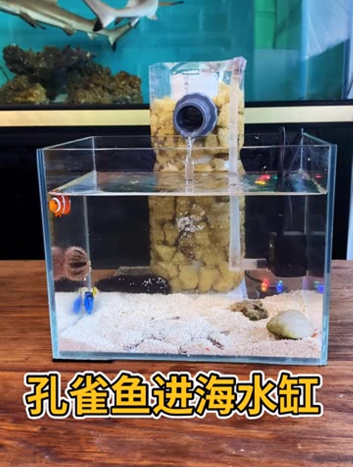 孔雀鱼黑玛丽,当淡水鱼进入海缸后,你觉得会怎样?