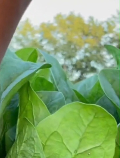 种植菠菜,除了要选对品种,选对种植方法和时间一定不能错!
