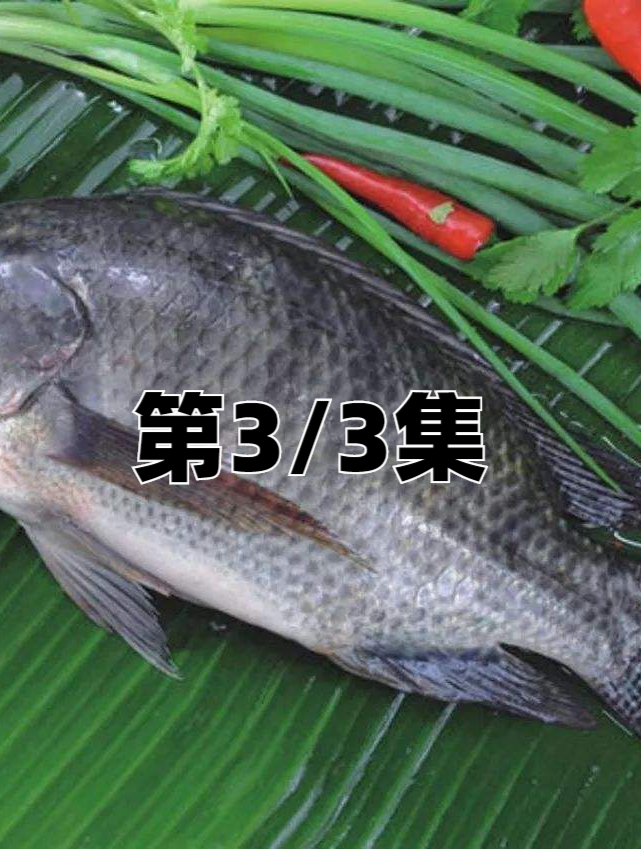太阳鱼入侵四川,肉质鲜嫩刺少靠吃就能解决?别忘了罗非鱼的教训