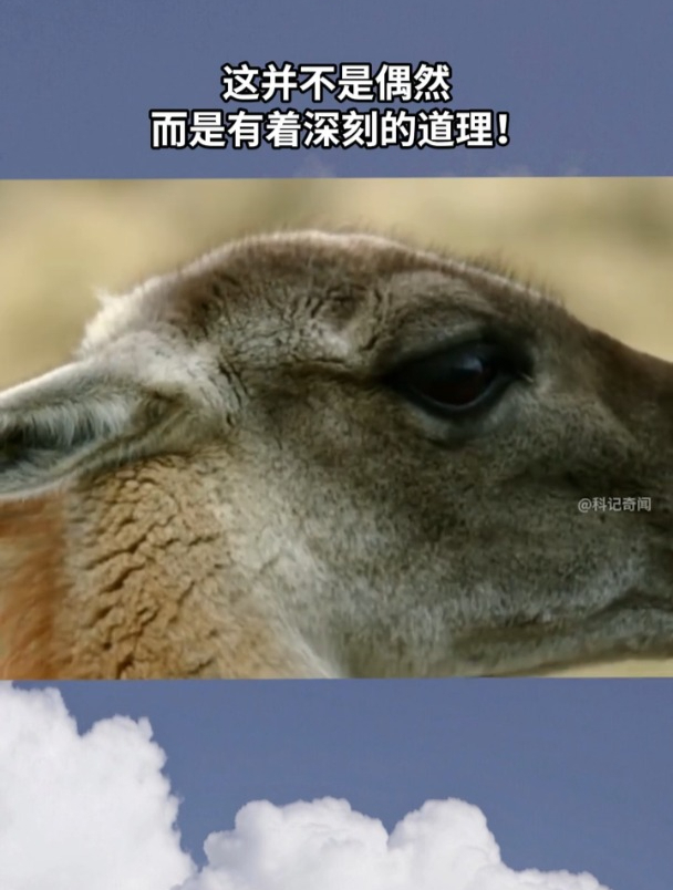 81. 食肉动物和食草动物眼睛的位置为何不一样