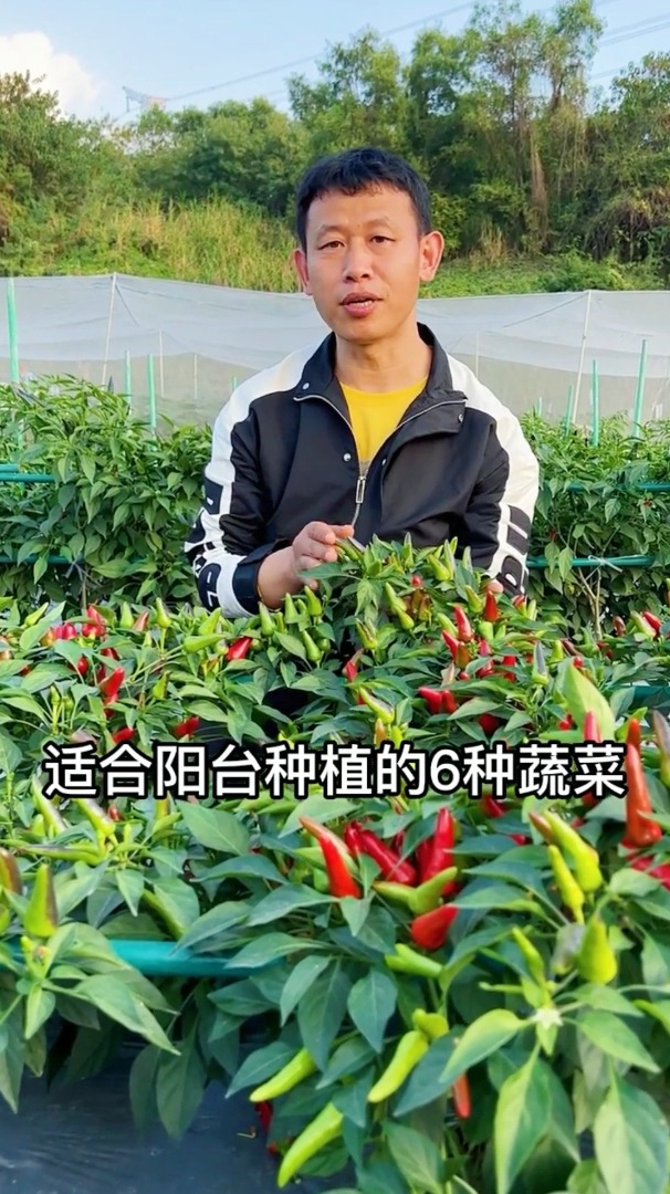 有没有阳台的都可以在阳台种植蔬菜,城里人都种这些蔬菜~