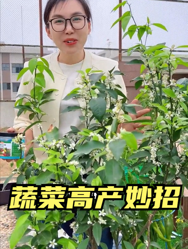 种菜不知道如何施肥?老农教你一个顺口溜,跟着学蔬菜有望高产