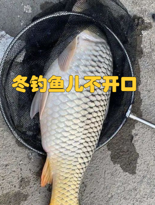冬天钓鲫鱼不开口不进窝,这种饵料才是鲫鱼最爱的味道!