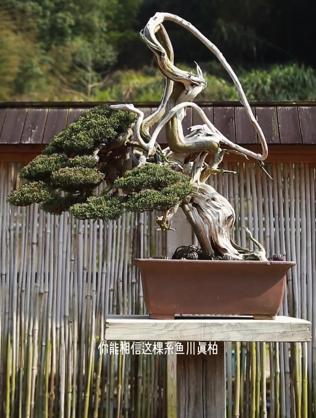如何得到一颗山采系鱼川真柏你学会了没