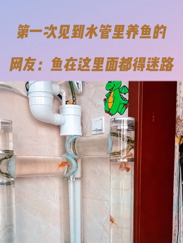 第一次见到水管里养鱼的,网友:鱼在这里面都得迷路