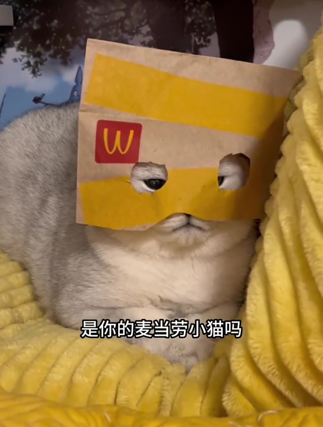 麦当劳小猫我和我的怨种猫咪