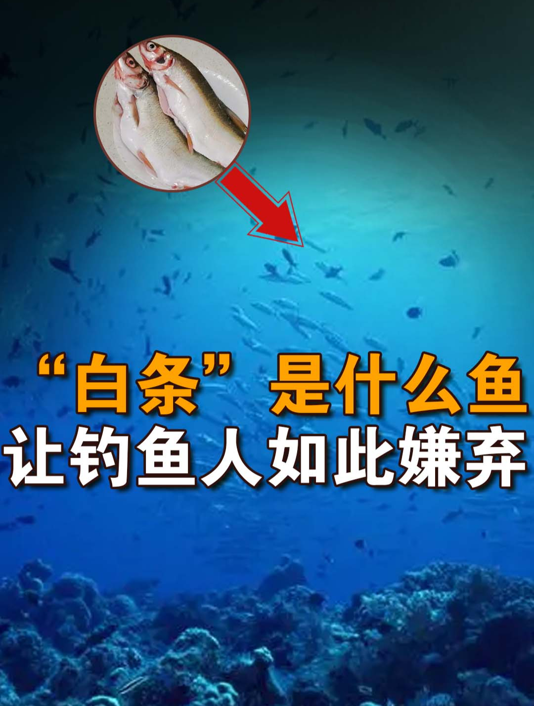 什么是“白条”鱼?钓鱼爱好者为何都很嫌弃它?