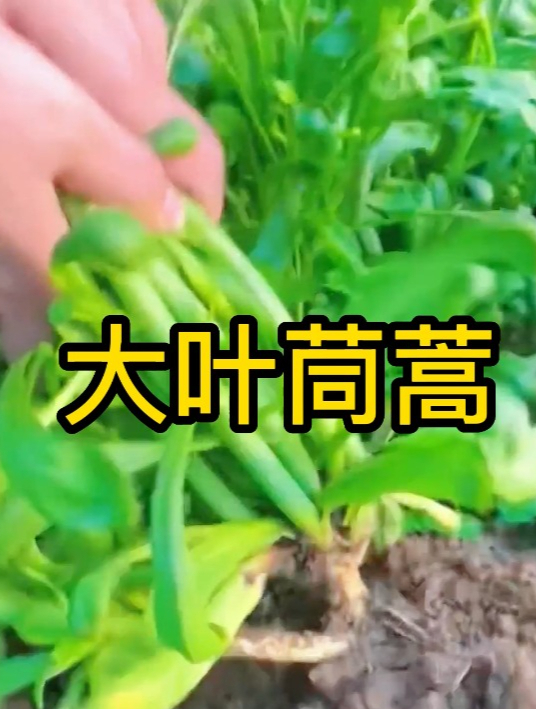 常吃茼蒿好处多,蒿之清气,菊之甘香,这几大“功效”不能忽视!