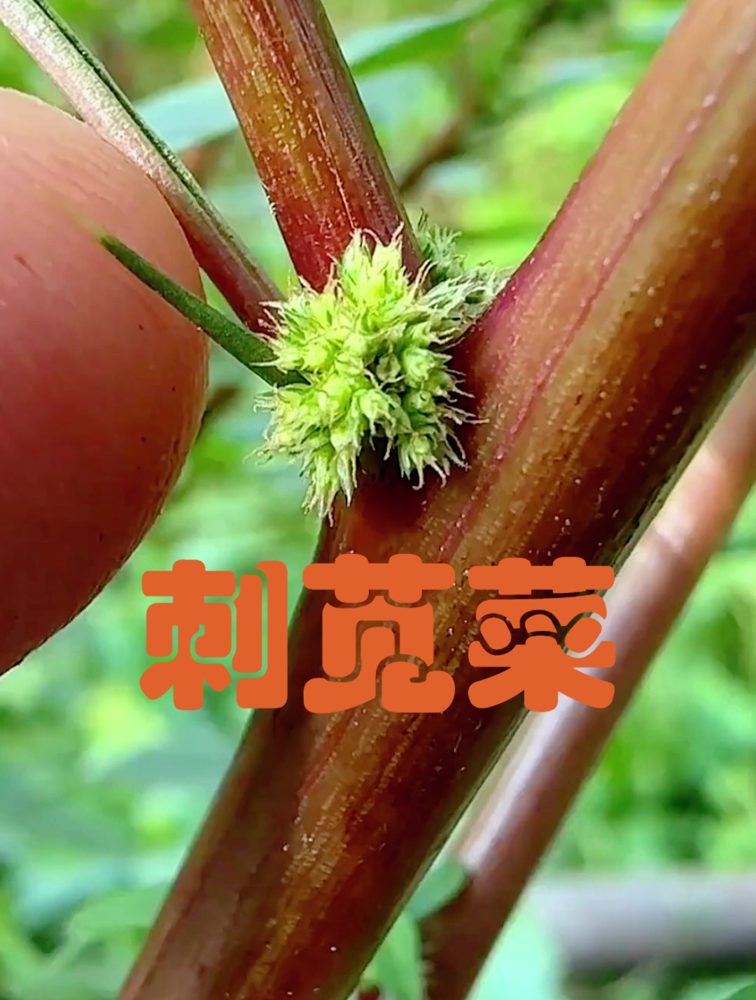 寻找刺苋菜:逐渐消失的童年记忆,你那里还有吗?